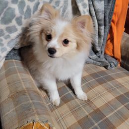 Jasper "JJ" Jr. - Beaver Pomeranian puppy in Ashland, Mississippi from Kudzu Kountry Kuddlies