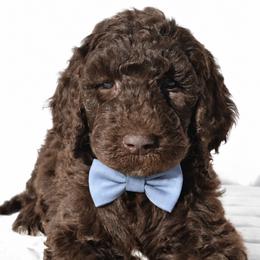 Theodore - Brown male Poodle puppy in Chicago, Illinois from Urbane Retrievers