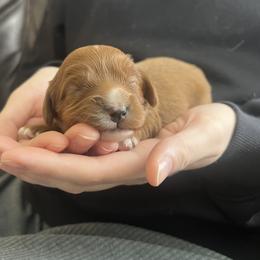 Etta - Red female Cavapoo puppy in Glendale, Arizona from Dashing Dogs