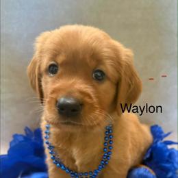 Waylon - Dark golden male Golden Retriever puppy in Winnsboro, Texas from Crimson Golden Retrievers