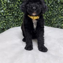 Hazel - Black female Goldendoodle puppy in Los Angeles, California from Exquisite Doodles