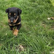 Red - Black and tan female Beauceron puppy in Strafford, New Hampshire from WildGoose Beaucerons