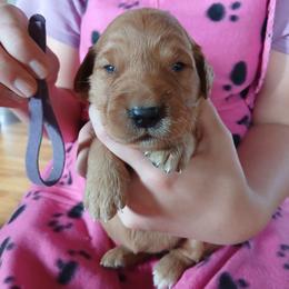 Purple - Dark golden female Golden Retriever puppy in Lanesboro, Minnesota from Eagle Ridge Golden Retrievers