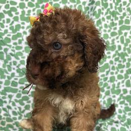 Pua - Phantom female Goldendoodle puppy in Camden, North Carolina from Oopsie Doodles of NC