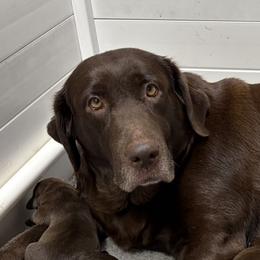 Hilda - Labrador Retriever