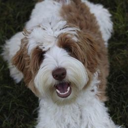 Australian Labradoodle adult dog
