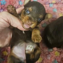 Canela - Chocolate, tan and white female Yorkshire Terrier puppy in Los Angeles, California from WESTWAY Yorkies