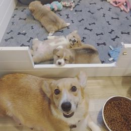 Pembroke Welsh Corgi Puppies from Milton Corgis