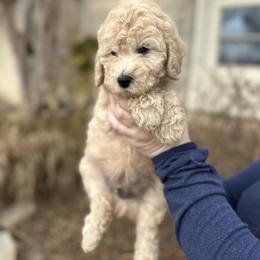 Leopard Boy - Cream male Goldendoodle puppy in Mc Kinney, Texas from Safari Doodles