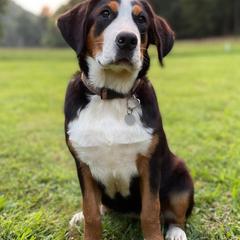 Dilute Retrievers, Greater Swiss Mountain Dogs, and Labrador Retrievers from Rolling Hills Ranch and Kennels LLC