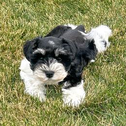 Chip - Parti male Miniature Schnauzer puppy in Cheney, Washington from Rolling Hills Schnauzers