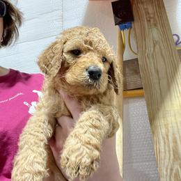 Goldendoodle and Poodle Puppies from Ransone’s Ridge Runners Poodles and Doodles