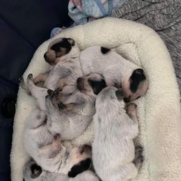 Australian Cattle Dog Puppies from LoveAHeeler