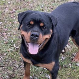 Jema - Rottweiler