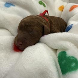Woody - Red  male Goldendoodle puppy in Moreno Valley, California from Rainbow SoCal Doodles
