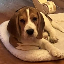 Beagle Puppies from Epic Beagles