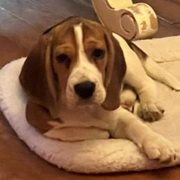 Beagle Puppies from Epic Beagles