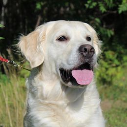 Gidget - Golden Retriever