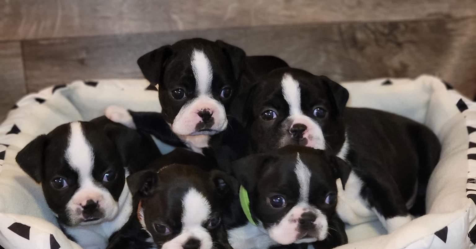 Nice Terriers Baldwins Boston Terriers in Texas | Boston Terrier puppies | Good Dog
