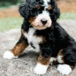 Bernedoodles and Bernese Mountain Dogs from Nova Valley Puppies