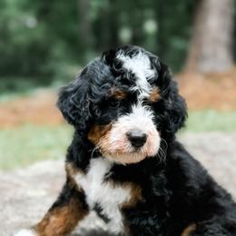 Bernedoodles and Bernese Mountain Dogs from Nova Valley Puppies