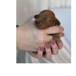 Lady Arabella Rose - Red female Cavapoo puppy in Fairmont, West Virginia from Ruby Heirloom Companions