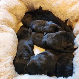Yellow - Black male Labrador Retriever puppy in Siloam Springs, Arkansas from Karemy Kennels (Karemy Labradors)