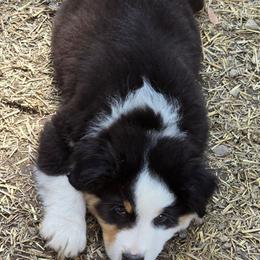 Quaid - Black tri-color male Australian Shepherd puppy in Clinton, Missouri from Rocky Top Hearts
