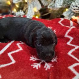 Boy 2 - Black male Dachshund puppy in Farmerville, Louisiana from Hancock House of Basset Hounds & Mini Dachshunds