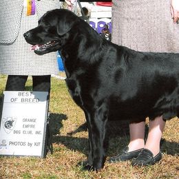 Labrador Retrievers from Stonewall Labradors