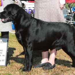 Labrador Retrievers from Stonewall Labradors