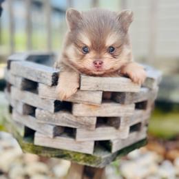 Schnitzel - Chocolate and tan male Pomeranian puppy in Buck Valley, Pennsylvania from Buck Valley Pomeranians