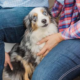 Ava - Miniature Australian Shepherd