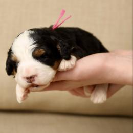 Ghost Spider - Tri-color female Bernedoodle puppy in Murray, Utah from Sun Valley Doodles
