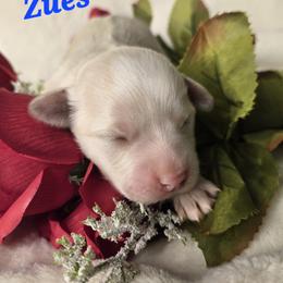 Zeus - White male Havanese puppy in Trinity, Alabama from Tooties Cuties Havanese