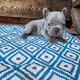 Pumpkin - Blue female French Bulldog puppy in Lubbock, Texas from West Texas Dachshunds LLC