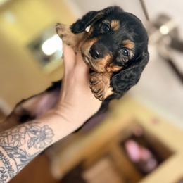 Dachshund Puppies from Triple S Dachshunds