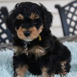 Bernedoodle Puppies from Fields Family Farm