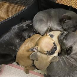 French Bulldog Puppies from FOSTERS FRENCHIES