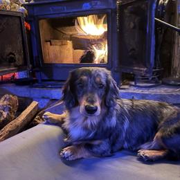 Samson - Dachshund