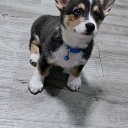American Corgi Puppies from Whitecreek Corgis of Columbus, IN