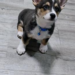 American Corgi Puppies from Whitecreek Corgis of Columbus, IN