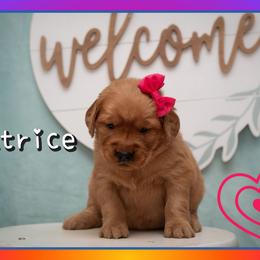 Beatrice (Bea) - Dark golden female Golden Retriever puppy in Driggs, Idaho from SK Golden Retrievers