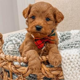 Elton - Red  male Goldendoodle puppy in Iola, Texas from Supreme Doodles of Texas