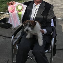 Russell Terriers from Misty Bridge Terriers