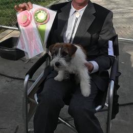 Russell Terriers from Misty Bridge Terriers