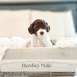 Hershey - Parti male Goldendoodle puppy in Punta Gorda, Florida from Transformation Acres Goldendoodle