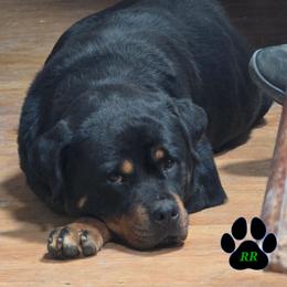 Carma - Rottweiler