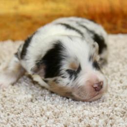 Molly - Blue merle female Miniature Australian Shepherd puppy in Ronan, Montana from Dirt Road Aussie’s of Montana