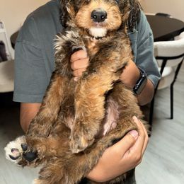 Red - Phantom male Bernedoodle puppy in Moreno Valley, California from Ayy_Doodles